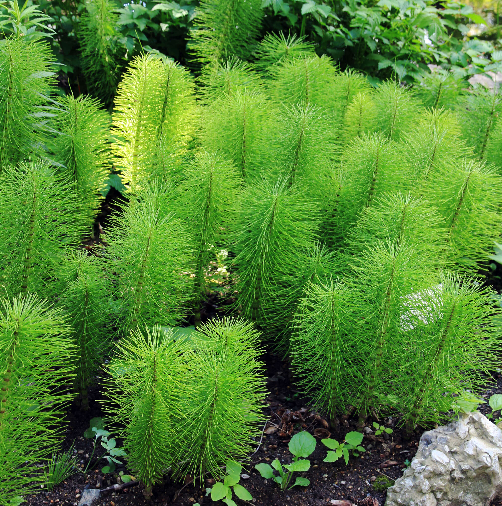 Image of Great Horsetail