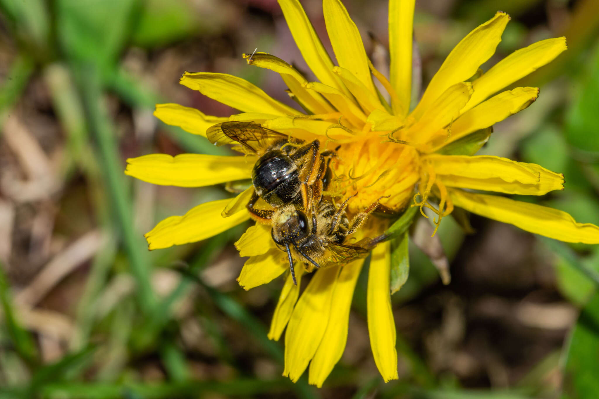 Image of Cresson's Andrena