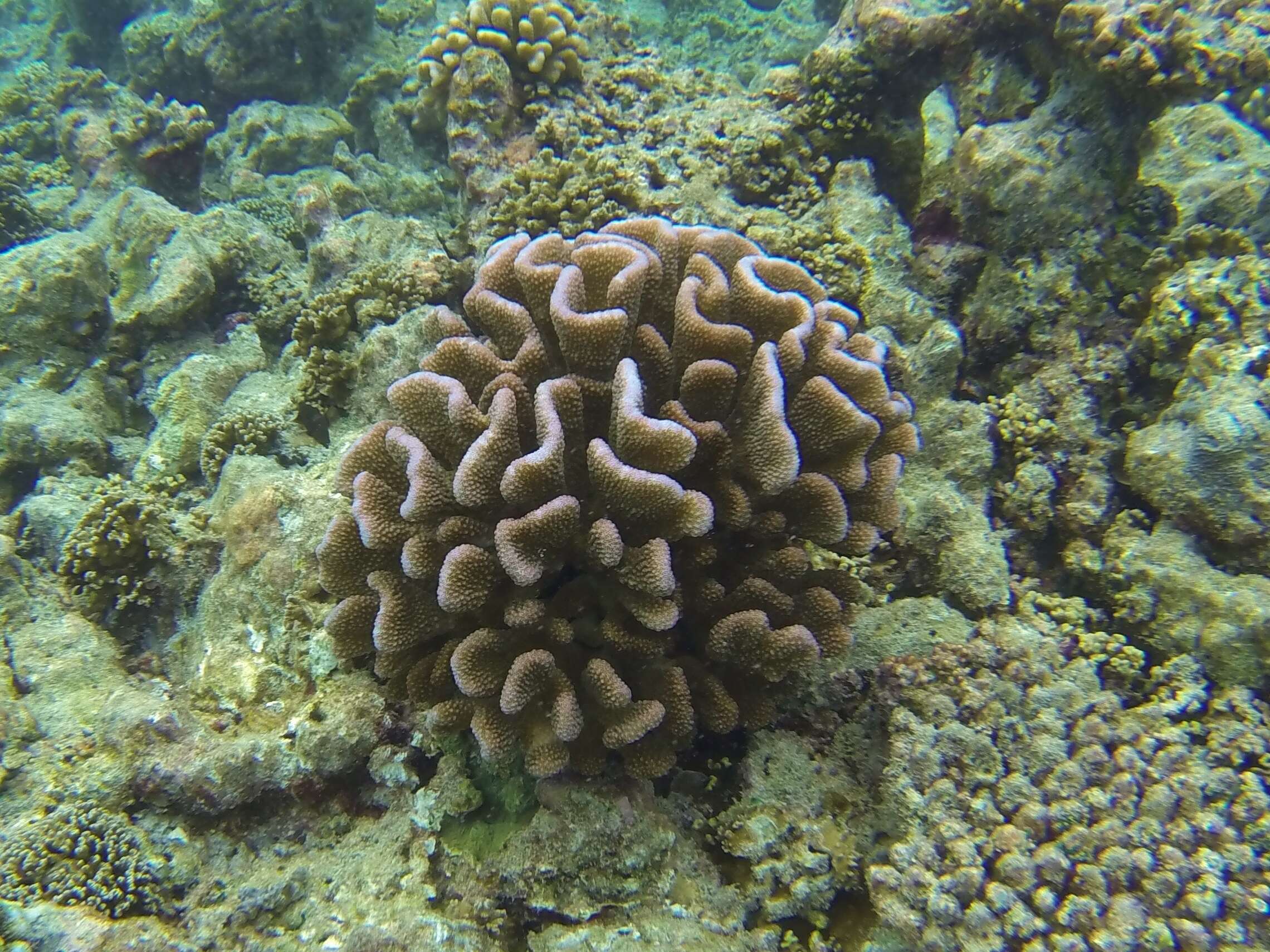 Image of Cauliflower coral