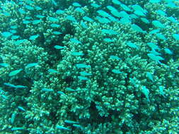 Image of Staghorn coral