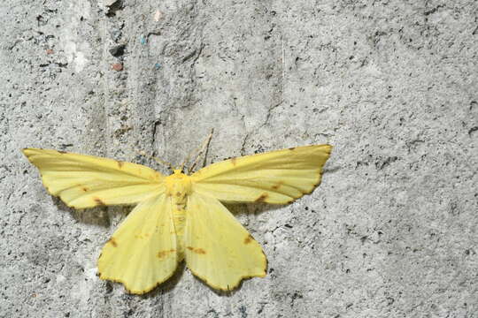 Image of Crocus Geometer Moth