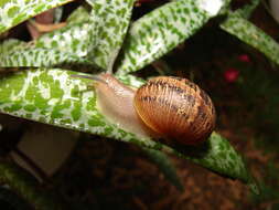 Image of Garden snail