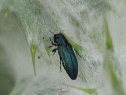 Image of Meliboeus amethystinus (Olivier 1790)