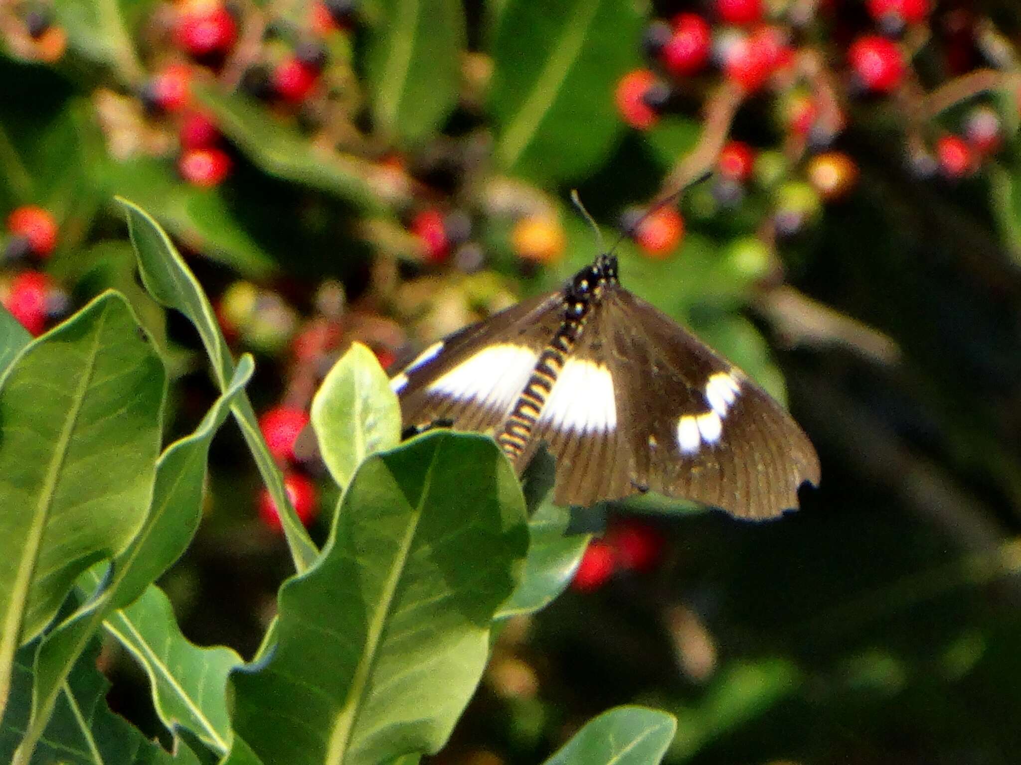 Image of Acraea aganice aganice