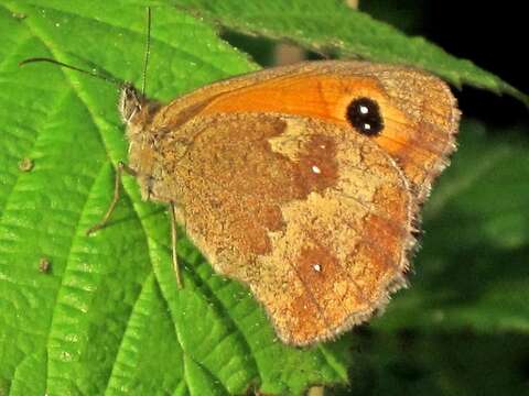 Image of hedge brown