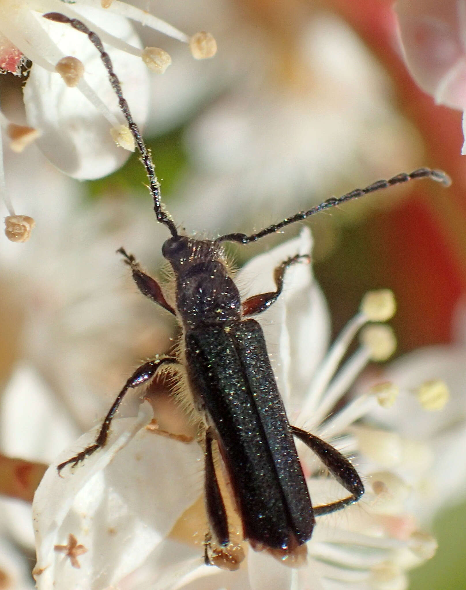 Sivun Callimus (Lampropterus) cyanipennis (Le Conte 1873) kuva