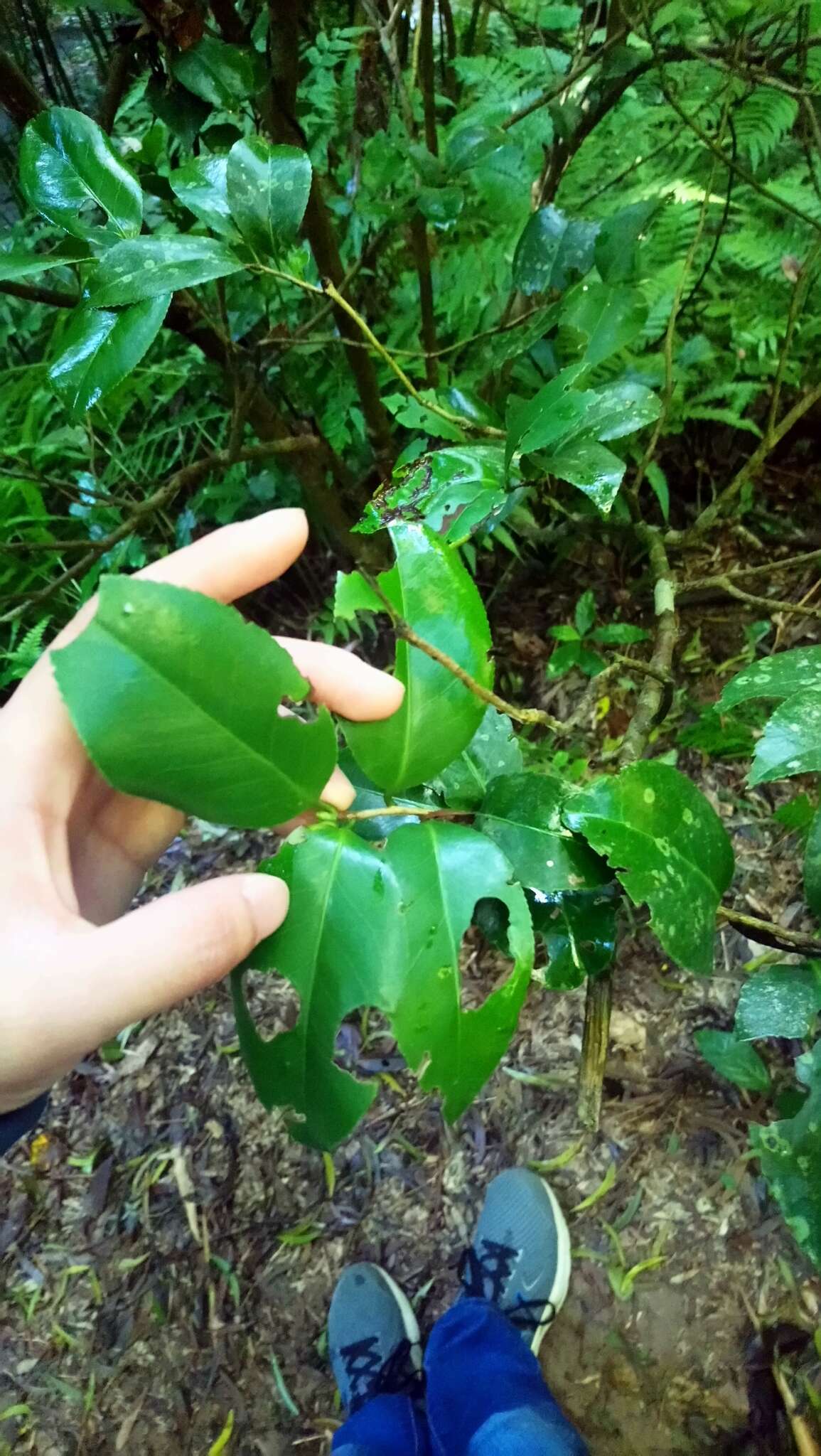 Image of Camellia oleifera Abel.