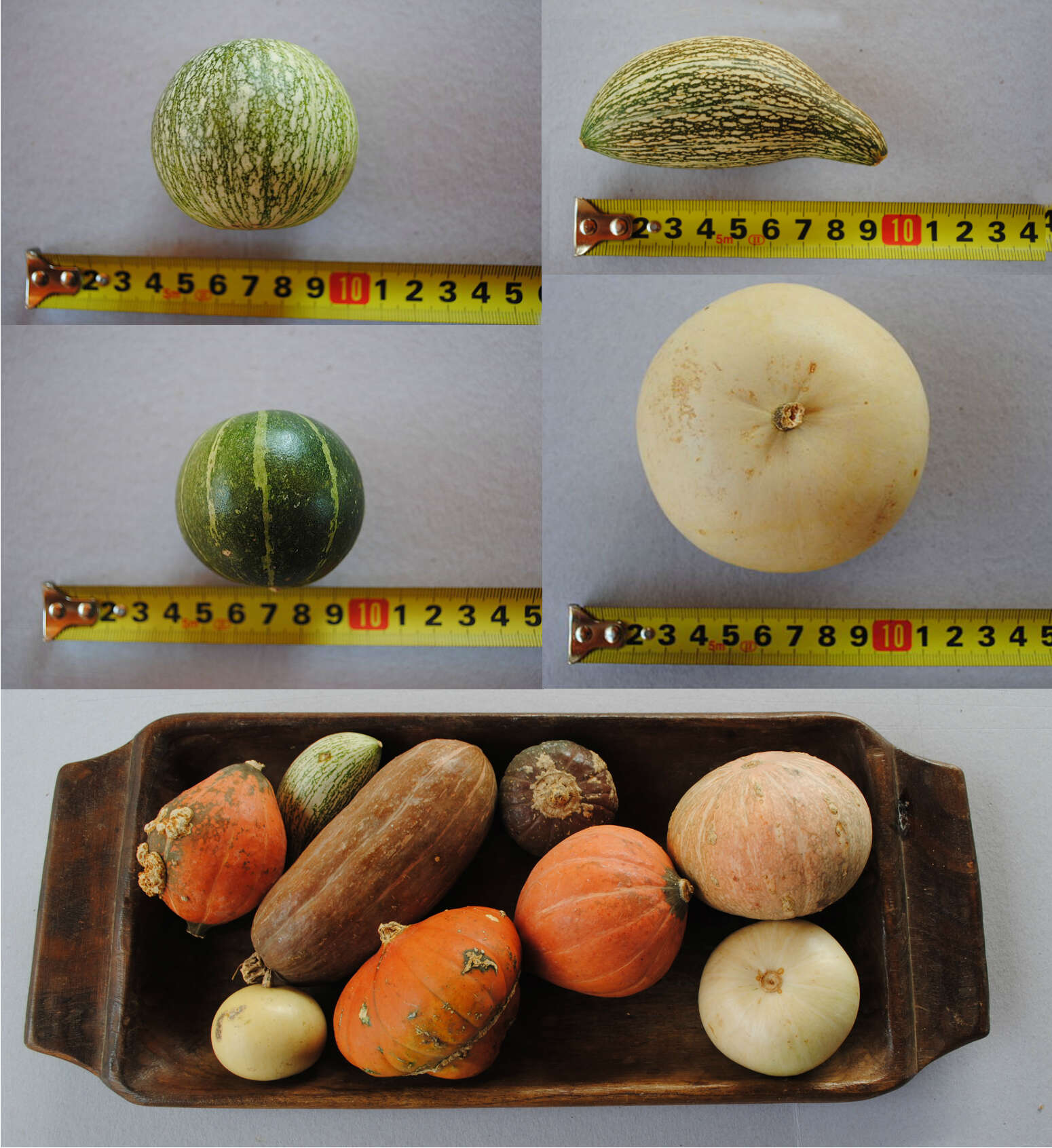 Image of winter squash