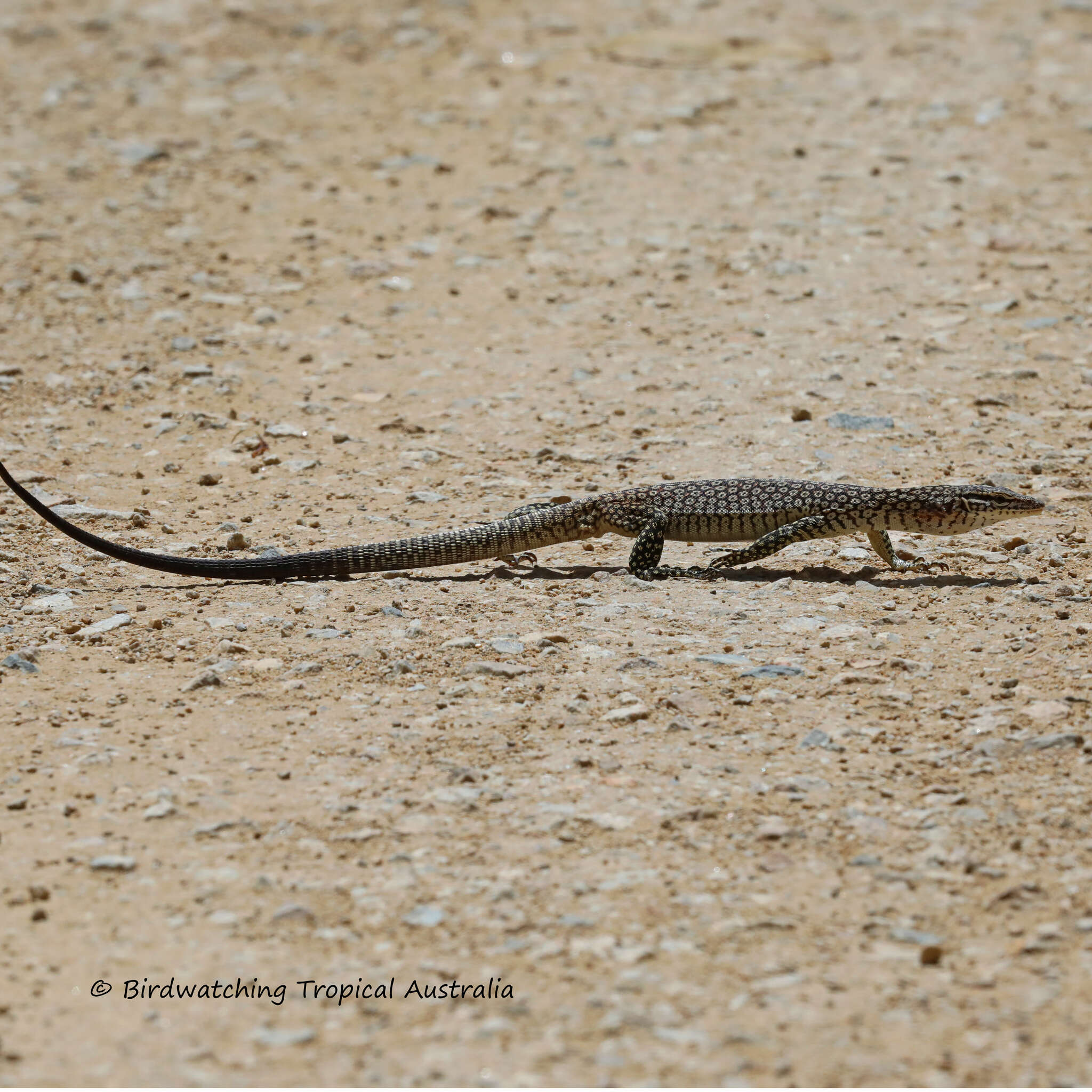 Image of Varanus tristis orientalis Fry 1913