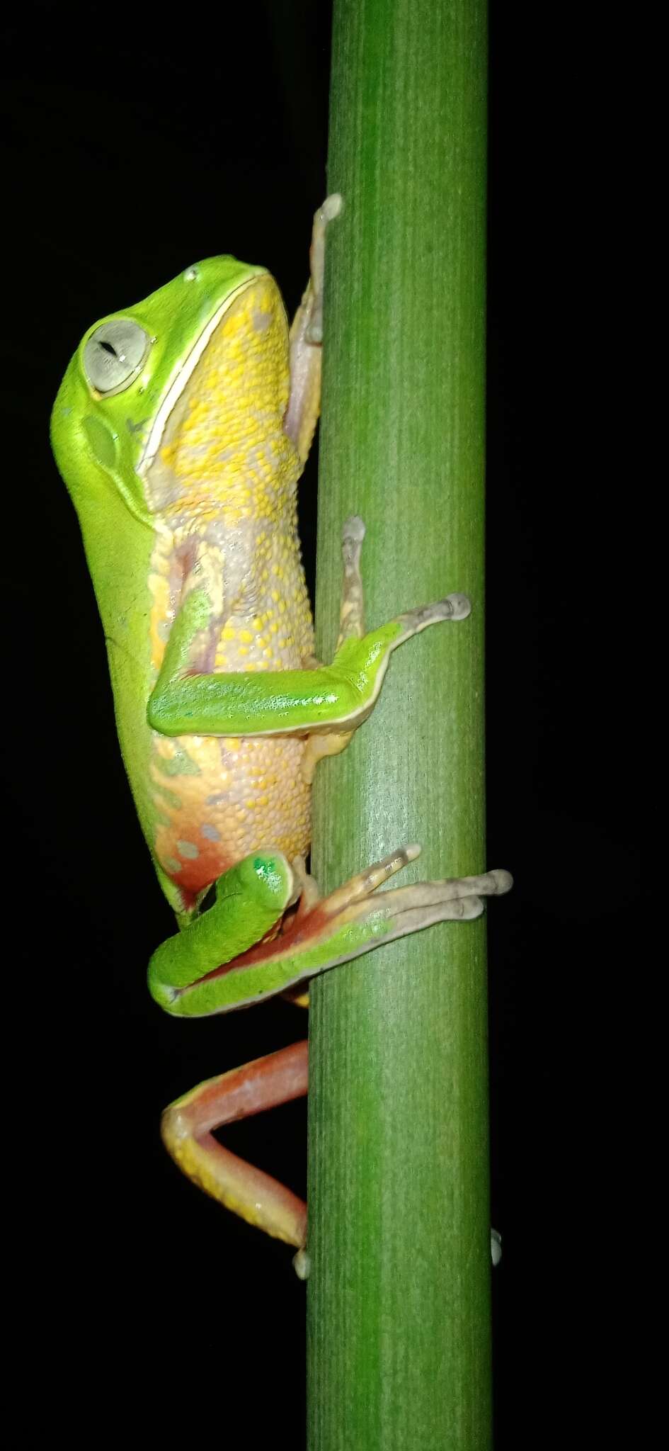 Image of Phyllomedusa distincta Lutz 1950