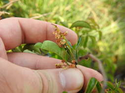 Image of Searsia rigida (Mill.) F. A. Barkley