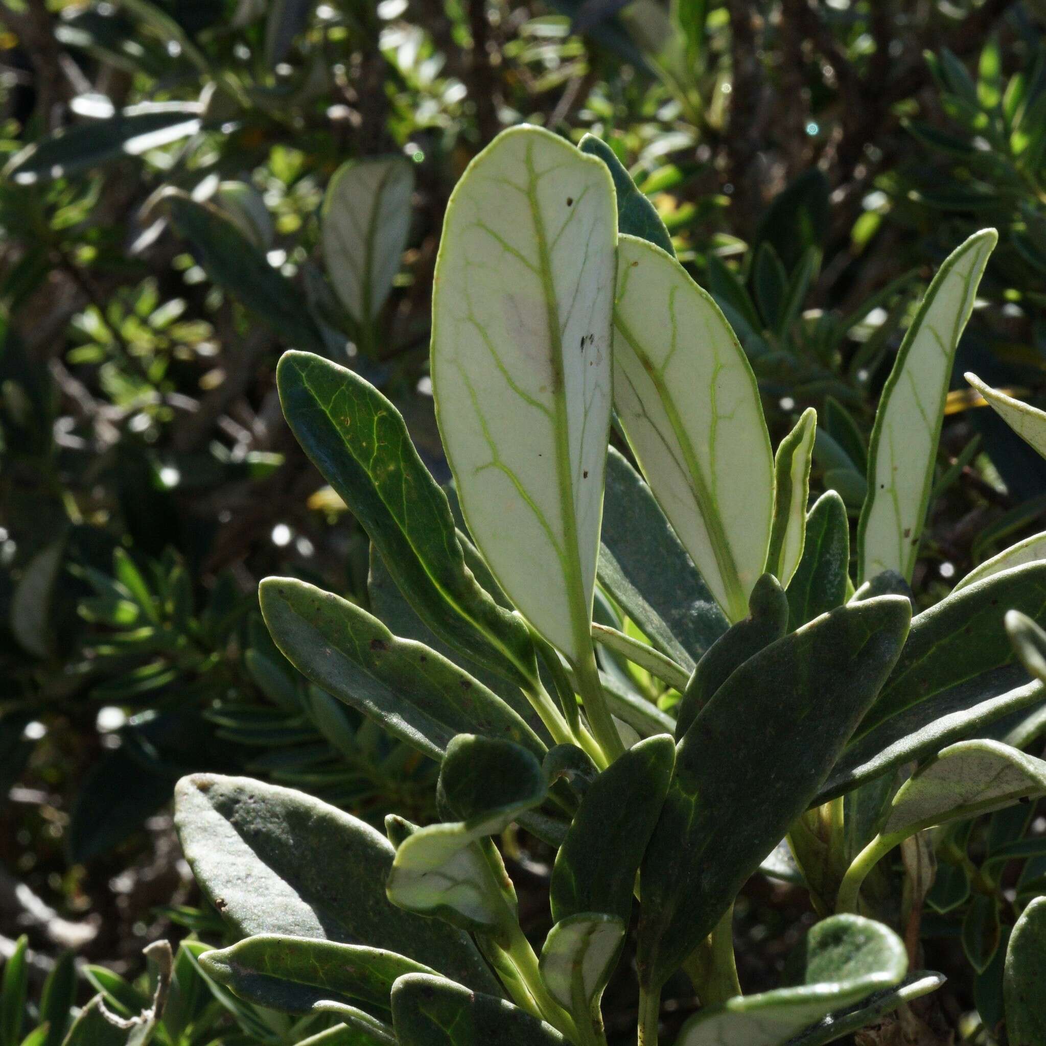 Image de Brachyglottis adamsii (Cheesem.) B. Nord.