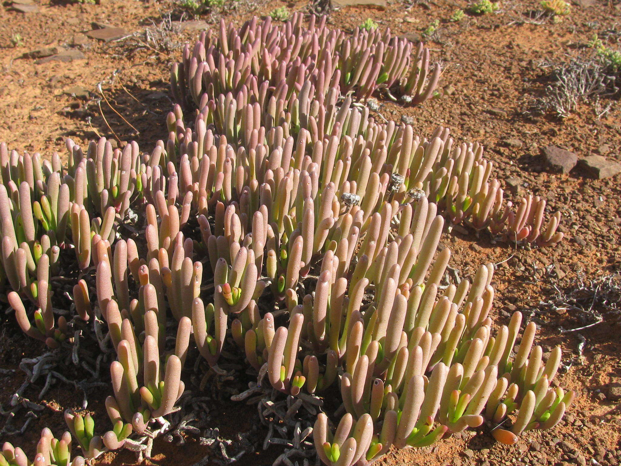 Image of Cephalophyllum framesii L. Bol.