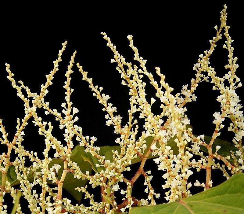 Image of Japanese Knotweed