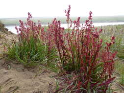 Rumex arcticus Trautv.的圖片