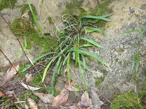 Image of Asplenium attenuatum R. Br.