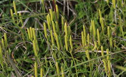 Image of Diphasiastrum multispicatum (J. H. Wilce) Holub