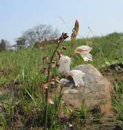 Imagem de Gladiolus inandensis Baker