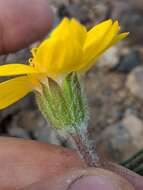 Image of narrowleaf arnica