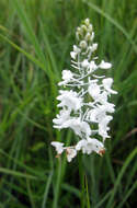 Image of Snowy orchid