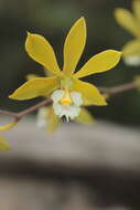 Image of Encyclia ceratistes (Lindl.) Schltr.