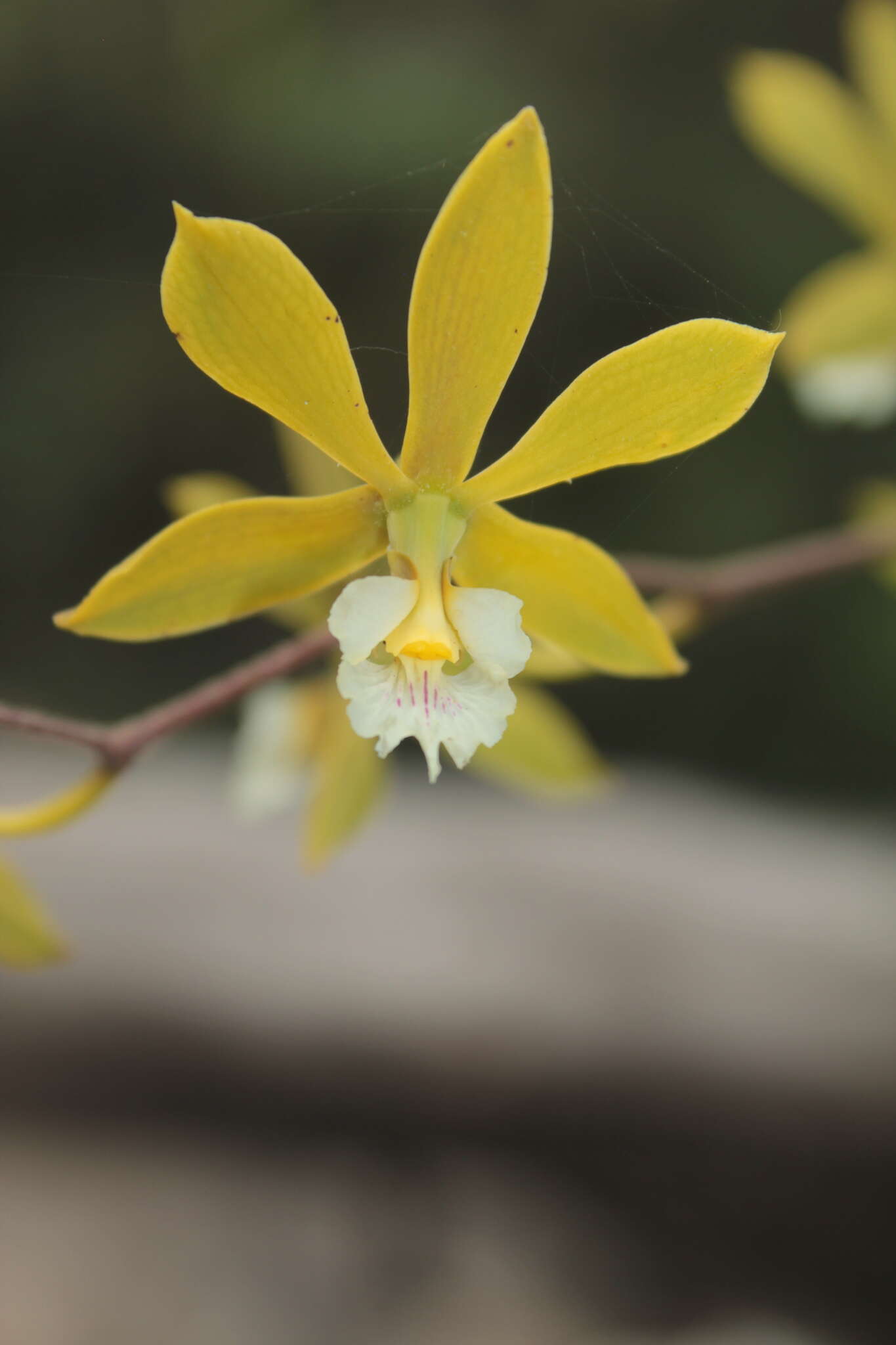 Image of Encyclia ceratistes (Lindl.) Schltr.