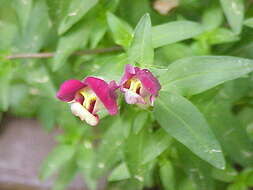 Plancia ëd Antirrhinum majus L.