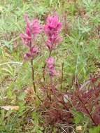 Image of Olympic Indian paintbrush