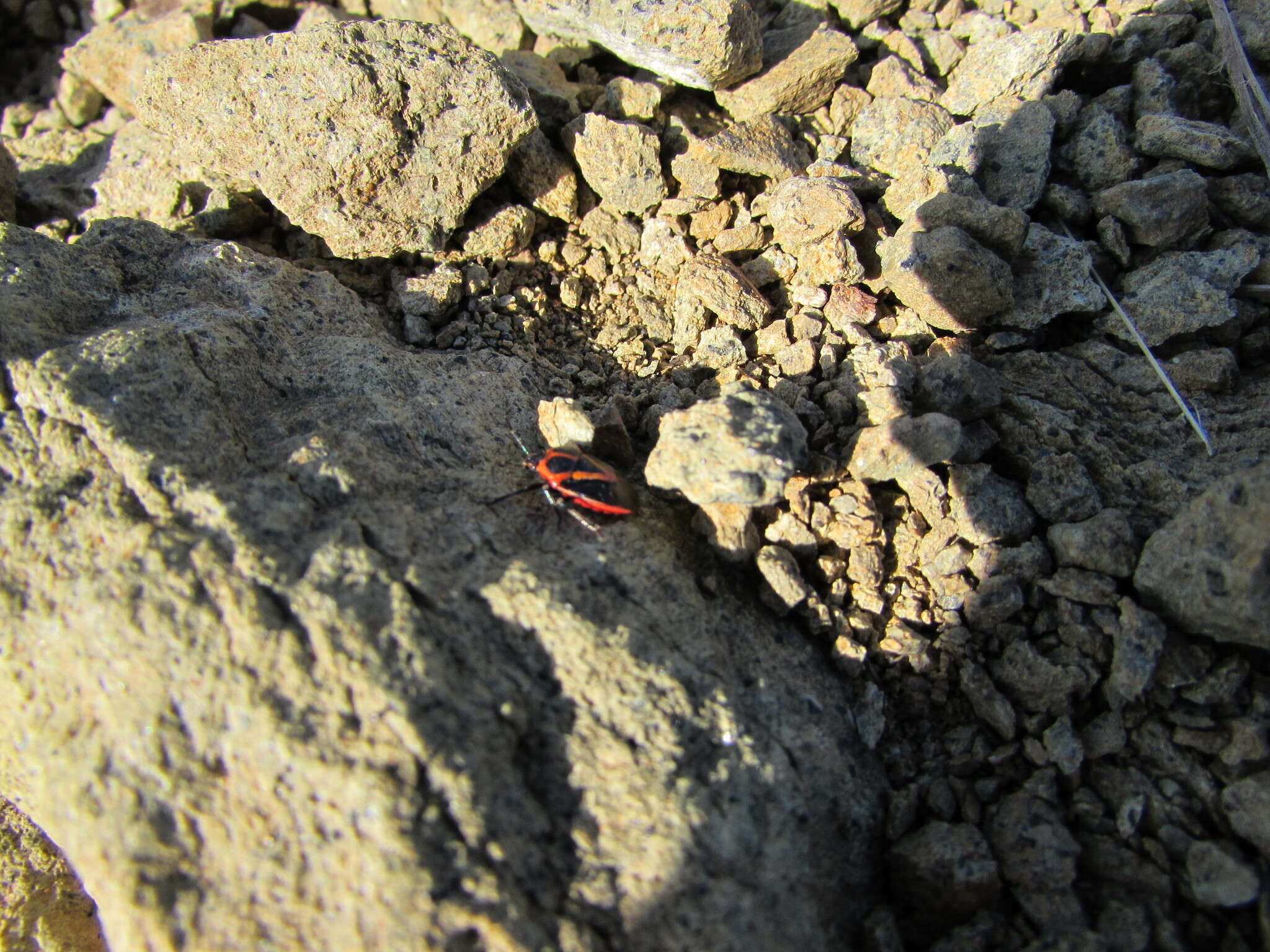 Image of Perillus strigipes (Herrich-Schaeffer 1853)