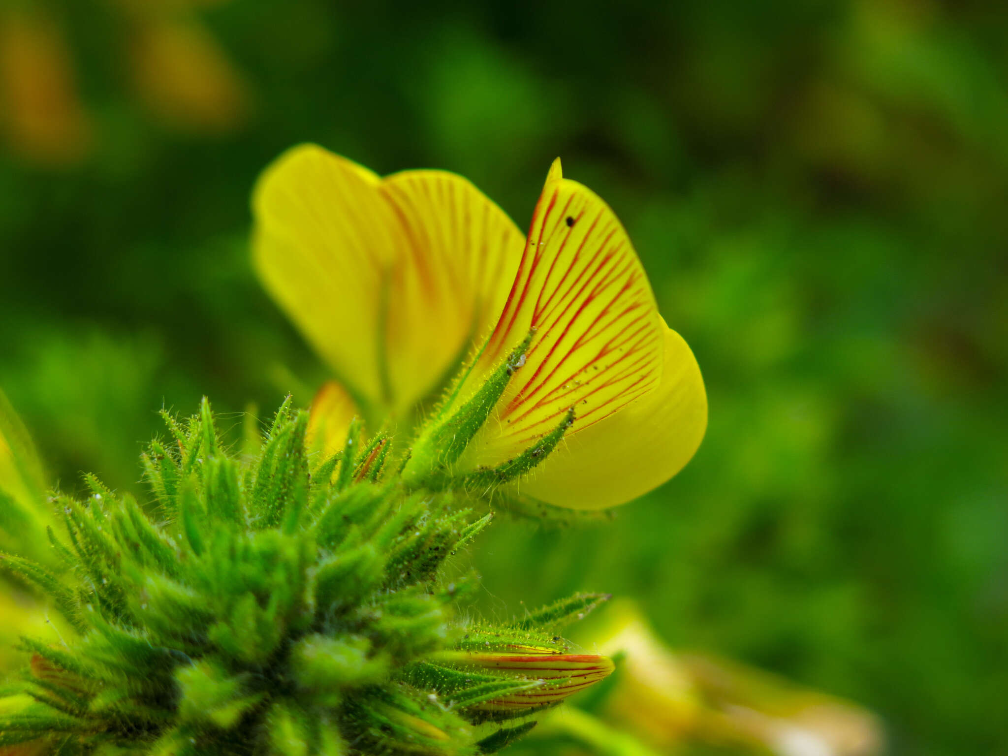 Image of Ononis natrix subsp. natrix