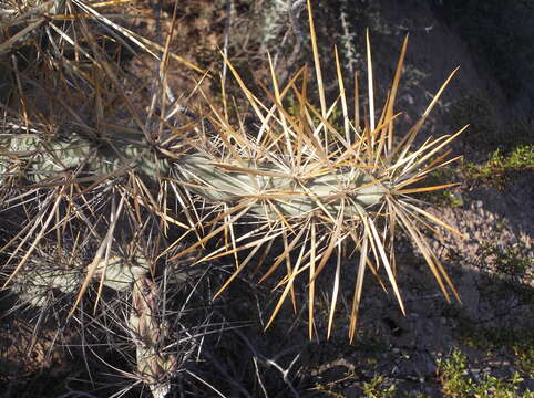 Image de Cylindropuntia molesta (Brandegee) F. M. Knuth