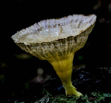 Image of Cymatoderma caperatum (Berk. & Mont.) D. A. Reid 1956