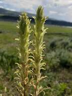 Слика од Castilleja pallescens (Nutt. ex A. Gray) Greenm.