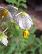 Plancia ëd Solanum sisymbriifolium Lam.