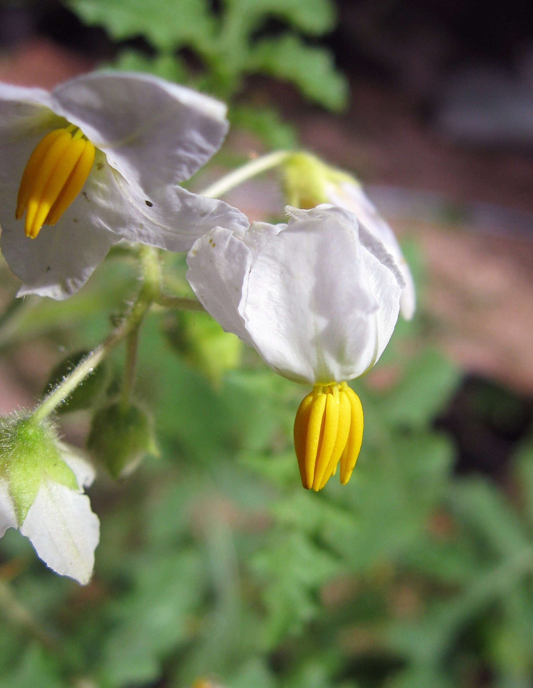 Plancia ëd Solanum sisymbriifolium Lam.