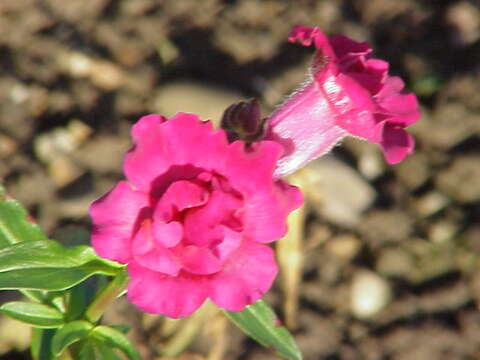 Image of garden snapdragon