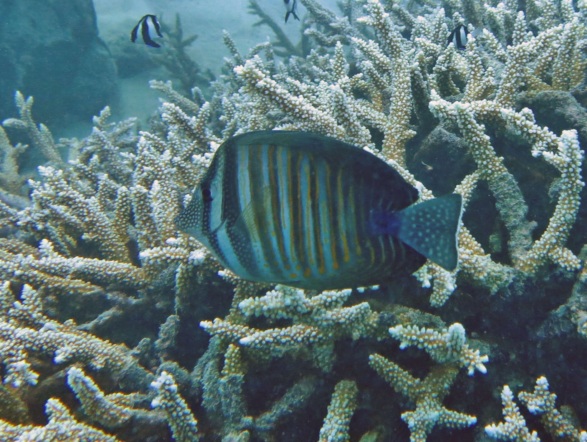 Image of Desjardin's Sailfin Tang