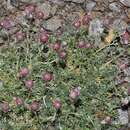 Image of Artemisia granatensis Boiss.