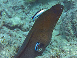 Image of Giant moray