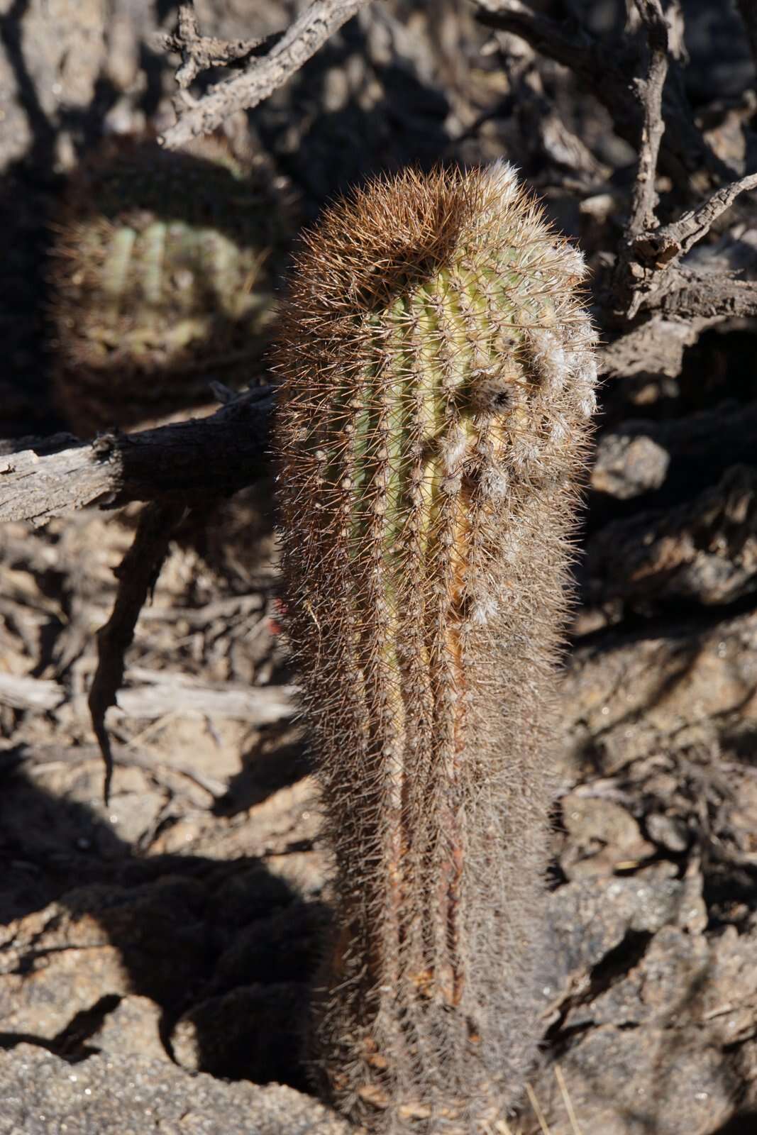 Imagem de Echinopsis thionantha (Speg.) Werderm.