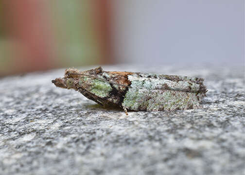 Image of Epinotia medioviridana Kearfott 1908