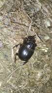 Image of horned dung beetle