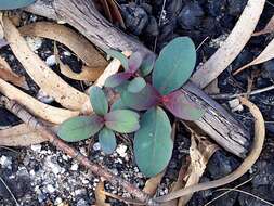 Image of Eucalyptus stenostoma L. A. S. Johnson & Blaxell