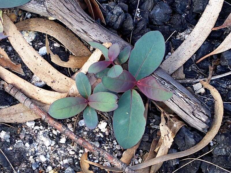 Image of Eucalyptus stenostoma L. A. S. Johnson & Blaxell