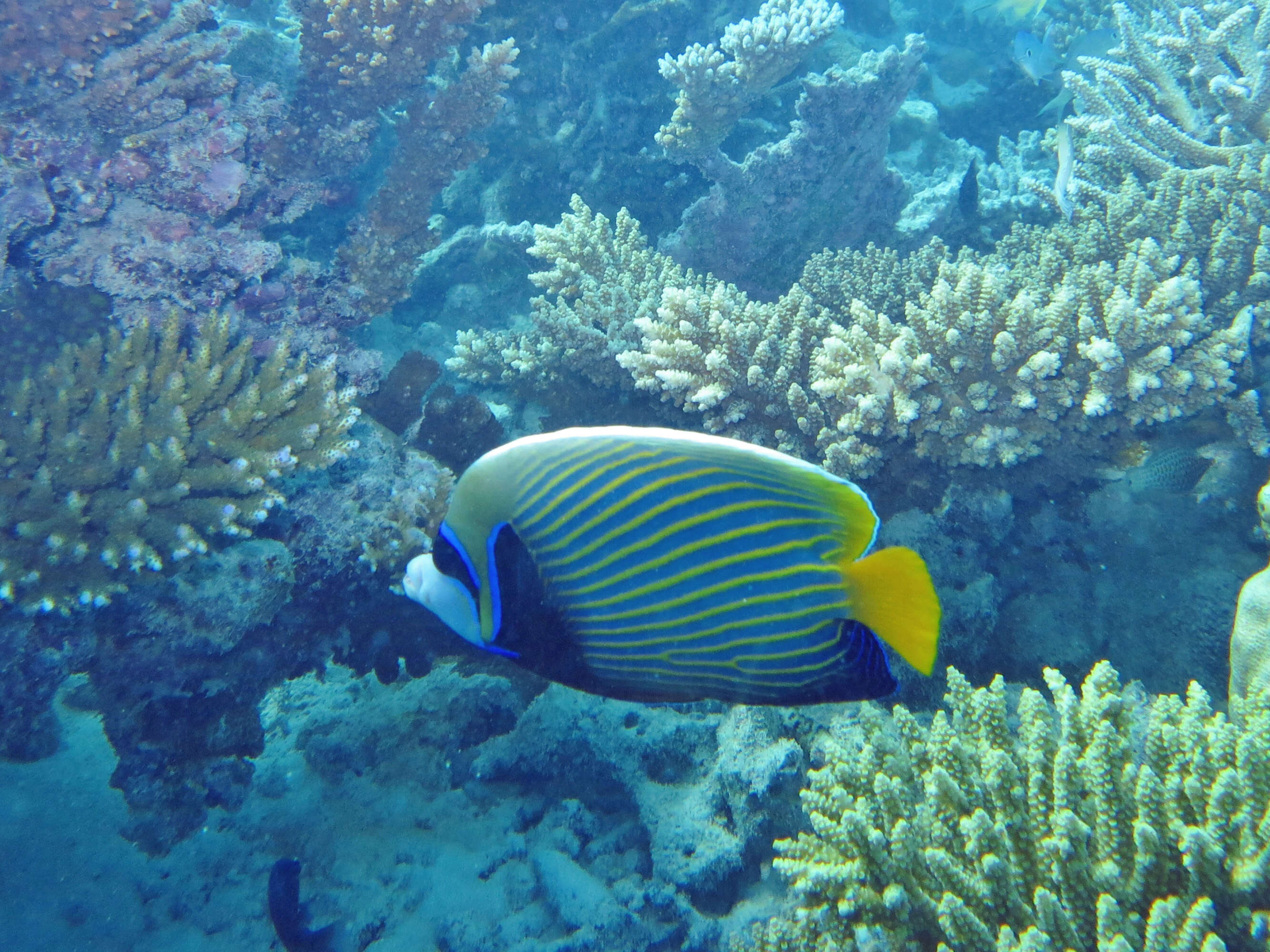 Image of Angelfish