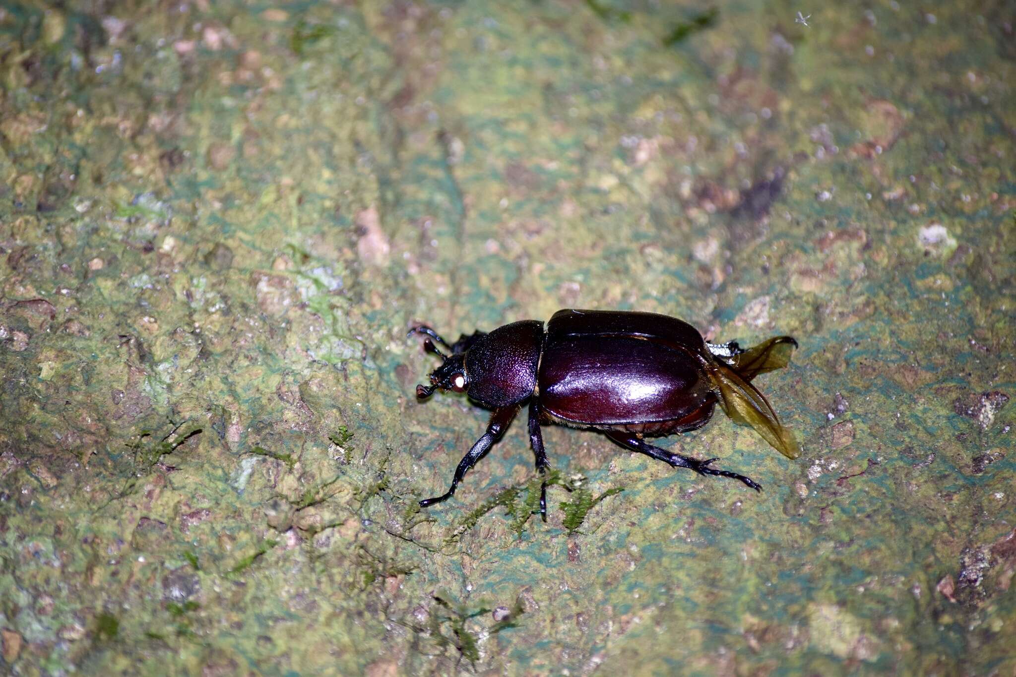 Image of Xylotrupes beckeri intermedius Silvestre 2004