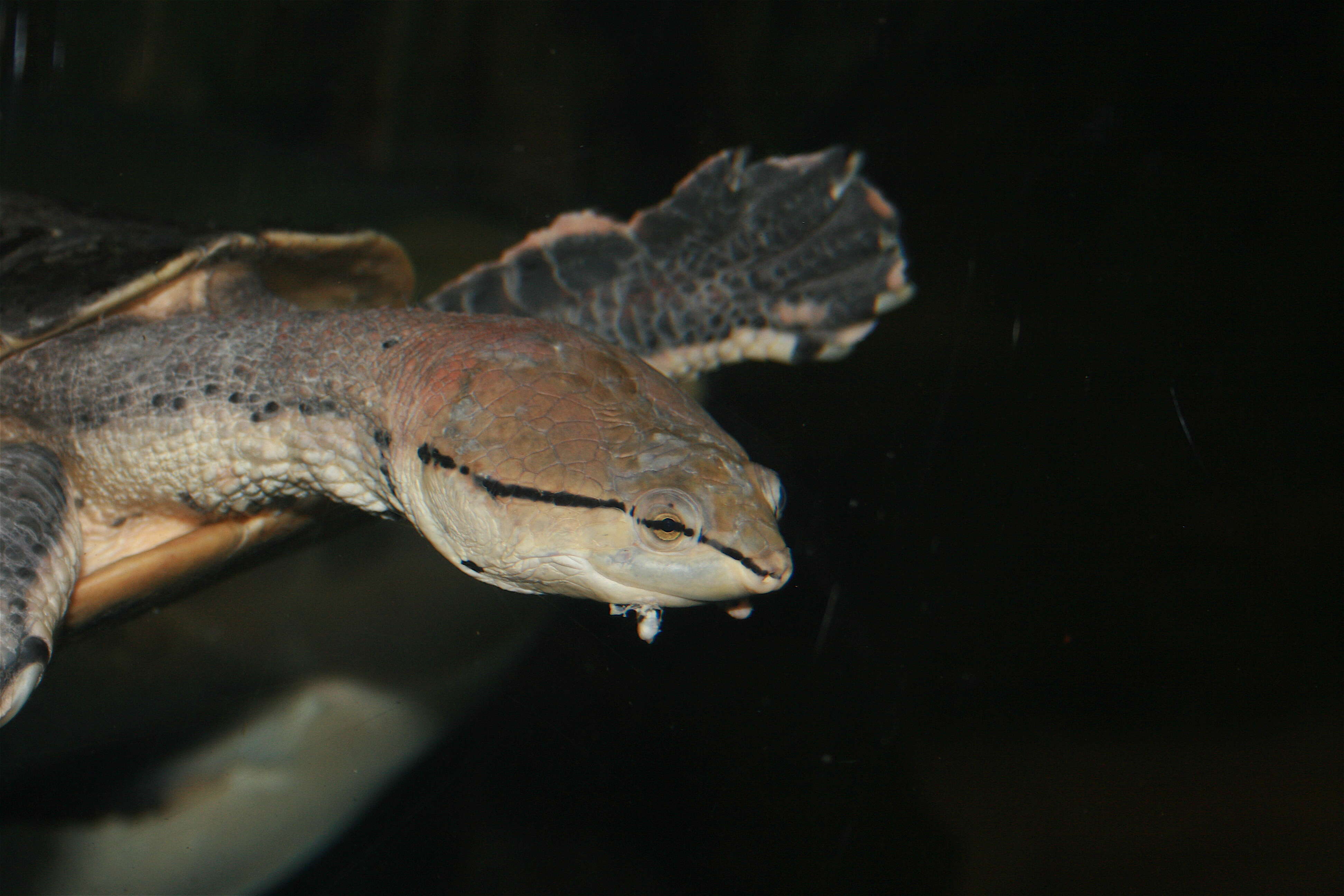 Image of Phrynops
