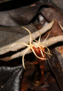 Image of Voyria tenuiflora Griseb.