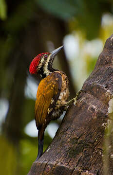 Image of Black-rumped Flameback