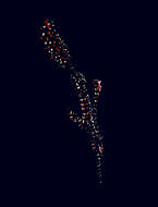 Image of Ornate ghost pipefish